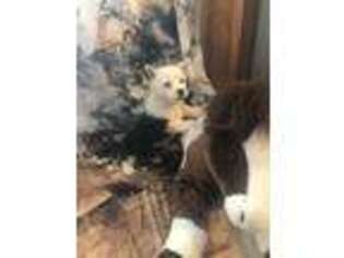 Pembroke Welsh Corgi Puppy for sale in Rush Springs, OK, USA