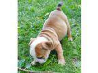 Bulldog Puppy for sale in Greenwood, WI, USA