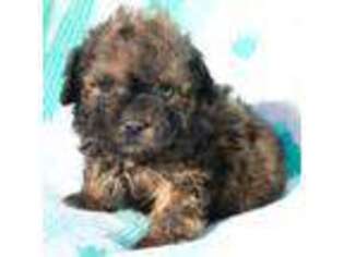 Shih-Poo Puppy for sale in Vernonia, OR, USA