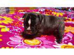 French Bulldog Puppy for sale in Gilbert, WV, USA