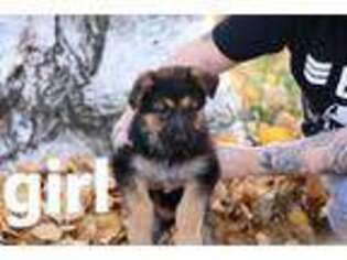 German Shepherd Dog Puppy for sale in Port Byron, IL, USA