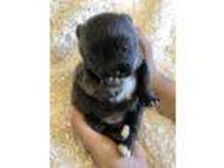 Pomeranian Puppy for sale in Lancaster, CA, USA