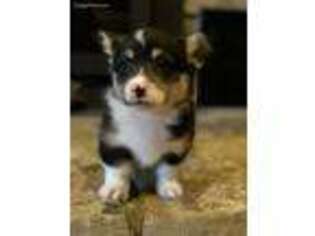 Pembroke Welsh Corgi Puppy for sale in Marshall, AR, USA