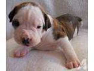 American Bulldog Puppy for sale in NOWATA, OK, USA