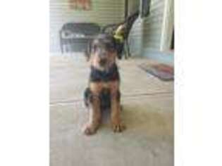 Airedale Terrier Puppy for sale in Kenton, OH, USA