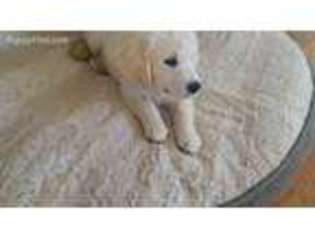 Golden Retriever Puppy for sale in Oceanside, CA, USA