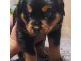 Rottweiler Puppy for sale in Riverview, FL, USA