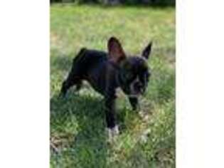 French Bulldog Puppy for sale in Griggsville, IL, USA