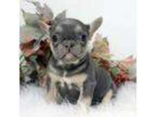 French Bulldog Puppy for sale in Canton, OH, USA