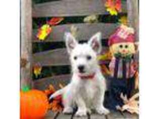 West Highland White Terrier Puppy for sale in Malvern, AR, USA