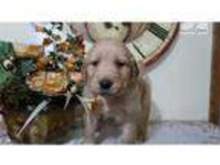 Golden Retriever Puppy for sale in Chicago, IL, USA