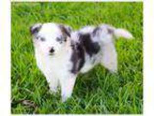 Border Collie Puppy for sale in Braxton, MS, USA