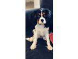 Cavalier King Charles Spaniel Puppy for sale in Clarksville, TN, USA