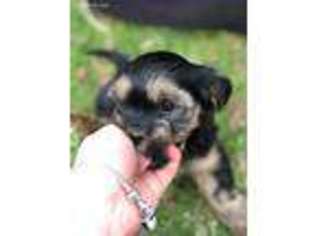 Shorkie Tzu Puppy for sale in Wilmington, DE, USA
