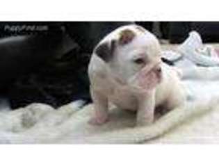 Bulldog Puppy for sale in Flint, MI, USA