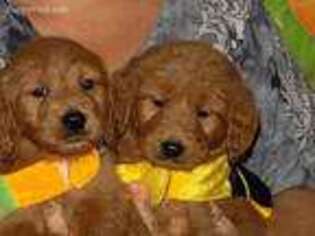 Goldendoodle Puppy for sale in Fort Dodge, IA, USA
