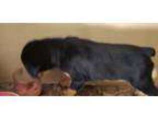 Rottweiler Puppy for sale in Bridgeton, NJ, USA