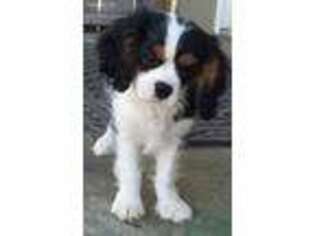 Cavalier King Charles Spaniel Puppy for sale in Moses Lake, WA, USA