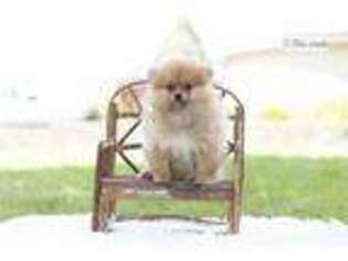 Pomeranian Puppy for sale in Fort Wayne, IN, USA