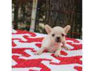 French Bulldog Puppy for sale in Greenville, TX, USA