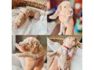 Goldendoodle Puppy for sale in Alto, GA, USA