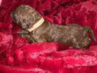 Goldendoodle Puppy for sale in Carrollton, TX, USA