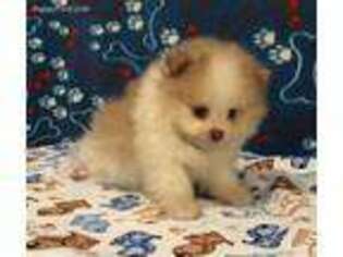 Pomeranian Puppy for sale in Lancaster, OH, USA