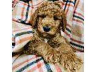 Mutt Puppy for sale in Orleans, VT, USA