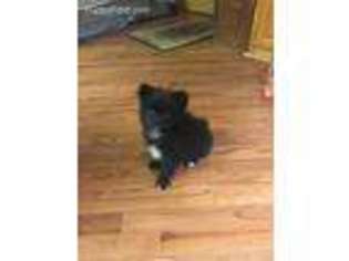 Pomeranian Puppy for sale in Frankfort, IN, USA