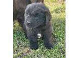 Newfoundland Puppy for sale in East Sparta, OH, USA