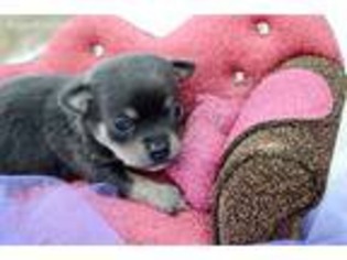 Chihuahua Puppy for sale in New London, CT, USA