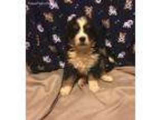 Bernese Mountain Dog Puppy for sale in Longton, KS, USA