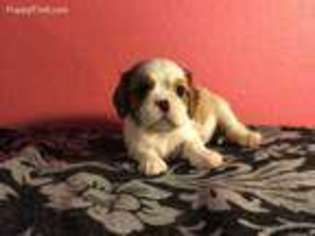 Cavalier King Charles Spaniel Puppy for sale in Hemet, CA, USA