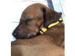 Rhodesian Ridgeback Puppy for sale in Corvallis, OR, USA