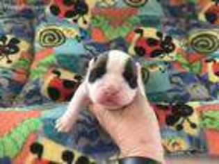 Bulldog Puppy for sale in Delmar, DE, USA