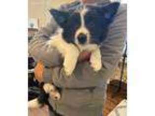 Border Collie Puppy for sale in Pinon Hills, CA, USA