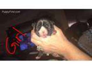 French Bulldog Puppy for sale in Salina, OK, USA