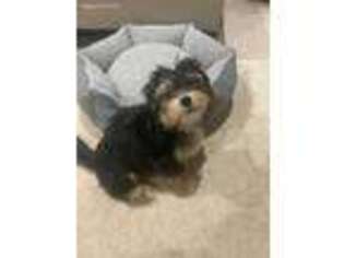 Mutt Puppy for sale in Commerce Township, MI, USA