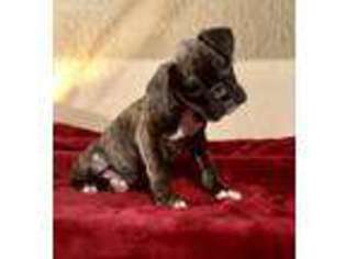 Boxer Puppy for sale in Watonga, OK, USA