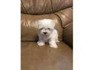 Maltese Puppy for sale in College Park, MD, USA