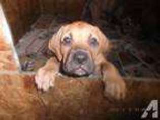 Bullmastiff Puppy for sale in STURKIE, AR, USA