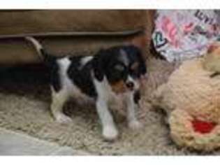 Cavalier King Charles Spaniel Puppy for sale in Mountain Grove, MO, USA