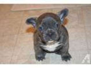 French Bulldog Puppy for sale in CAYUSE, OR, USA