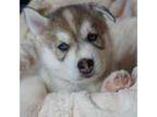 Siberian Husky Puppy for sale in Wiscasset, ME, USA