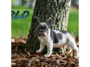 French Bulldog Puppy for sale in Riverview, FL, USA
