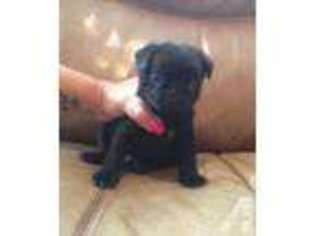 Pug Puppy for sale in POUGHKEEPSIE, NY, USA