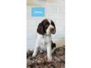 English Springer Spaniel Puppy for sale in Telford, PA, USA
