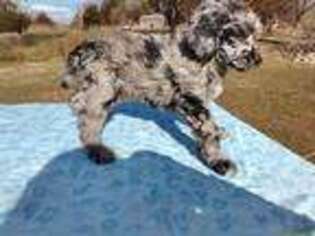 Mutt Puppy for sale in Granby, MO, USA