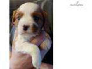 Beaglier Puppy for sale in Birmingham, AL, USA