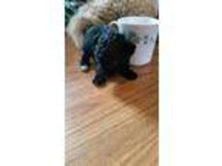 Mutt Puppy for sale in Stanley, VA, USA